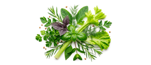 მწვანილი