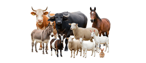 ცხოველები