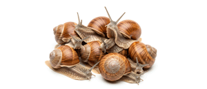 ლოკოკინები