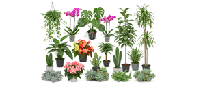 ოთახის მცენარეები