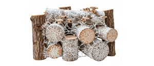 სოკოს მიცელიუმი